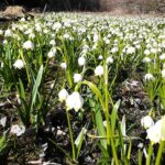 Bild der Woche: Frühlingsknotenblumenwiese