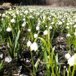 Frühlingsknotenblumen_Edith-Oberfeichtner_Titel