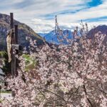 Bild der Woche: Kalvarienberg - Frühlingsblüte