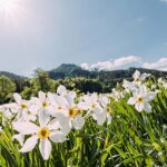 Narzissenblüte im Mariazellerland 2022