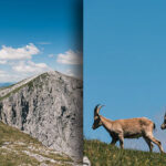 Hochschwab-Rundwanderung-mit-Steinbock-Anblick-13072022-1808