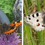 Bild der Woche: Schmetterlinge im Mariazellerland