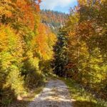 Herbstwald-Duerradmer-Eva-Dietl