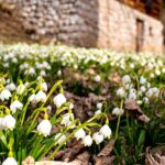 Frühlingsknotenblumen_Elisabeth-Lammer