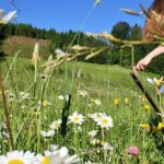 Verwaldung_c_Naturpark-Ötscher-Tormäuer