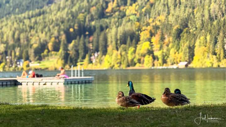 Goldener Oktober am Erlaufsee - 13.10.2023 | Iphone Foto Fred Lindmoser