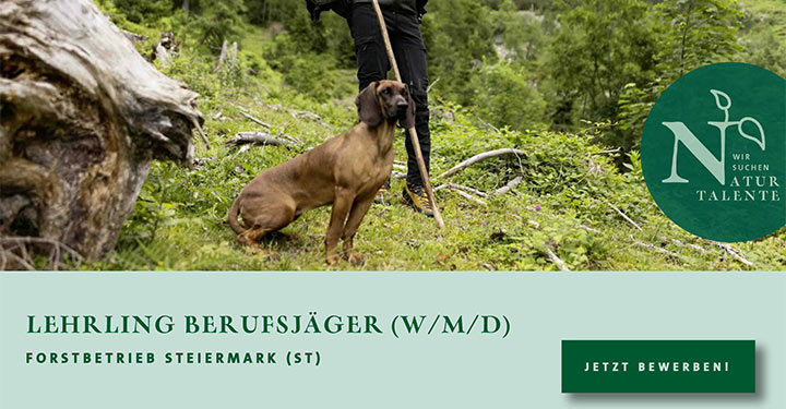Stellenausschreibung: LEHRLING BERUFSJÄGER (W/M/D) | Forstbetrieb Steiermark